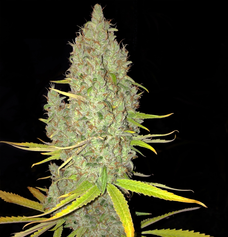 Chicle aka Bubbledawg Cannabis Seeds