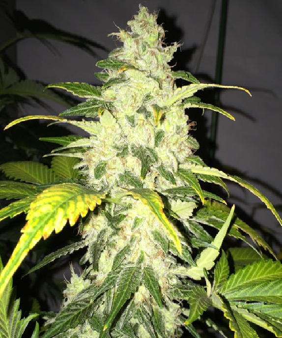 Chocolate Chunk Cannabis Seeds