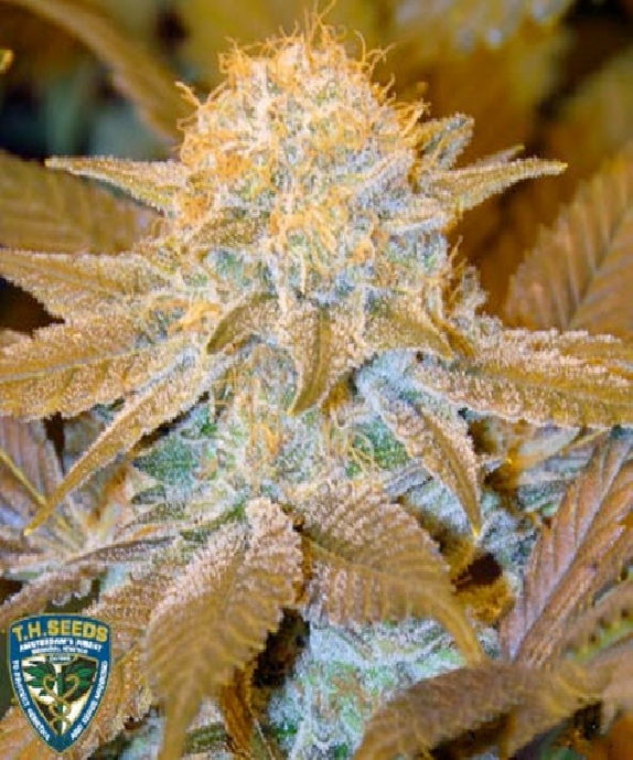 Critical HOG Cannabis Seeds