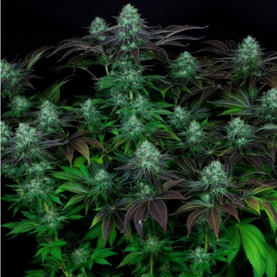 Darkstar Kush Cannabis Seeds