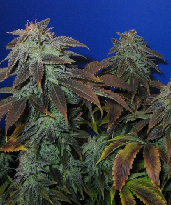 Heavy Duty Fruity Cannabis Seeds