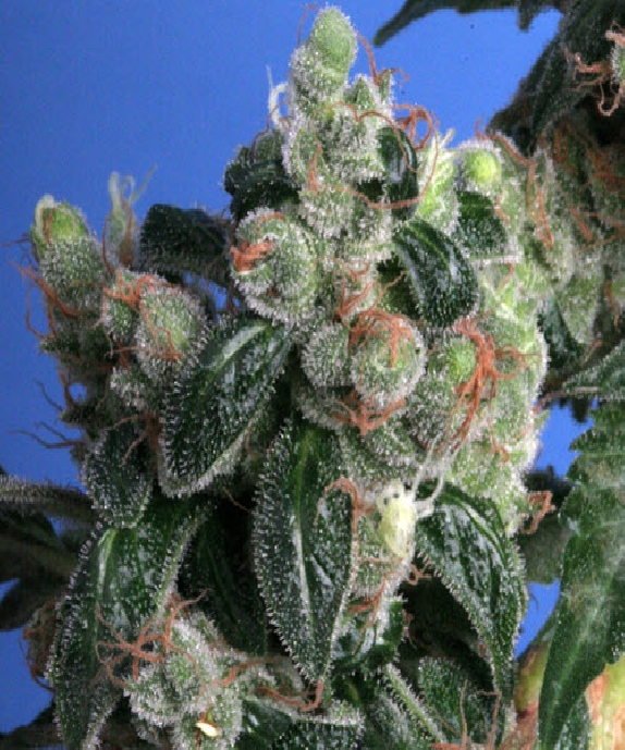 Kushage Cannabis Seeds