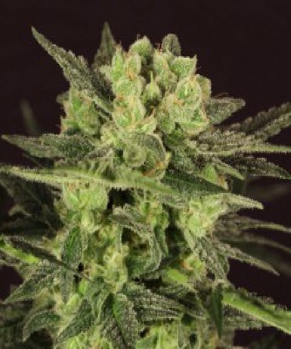 MK Ultra Kush auto Cannabis Seeds