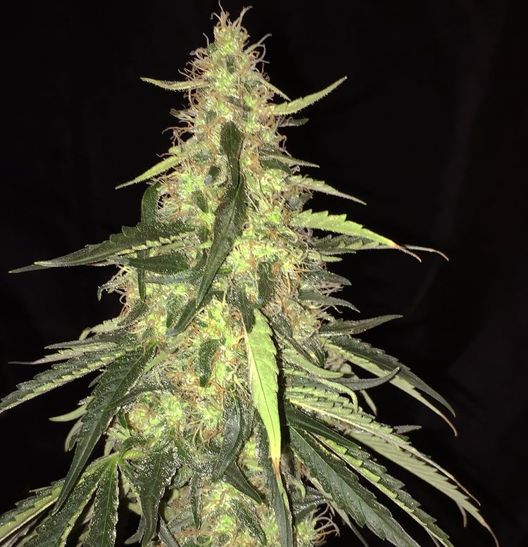 S.A.G.E CBD Cannabis Seeds