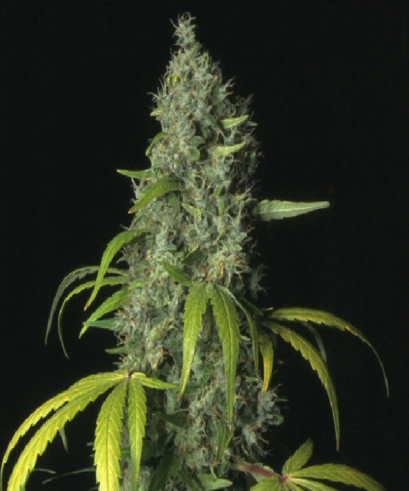 Sage Cannabis Seeds