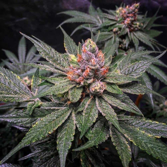 Strawberry Glue Cannabis Seeds