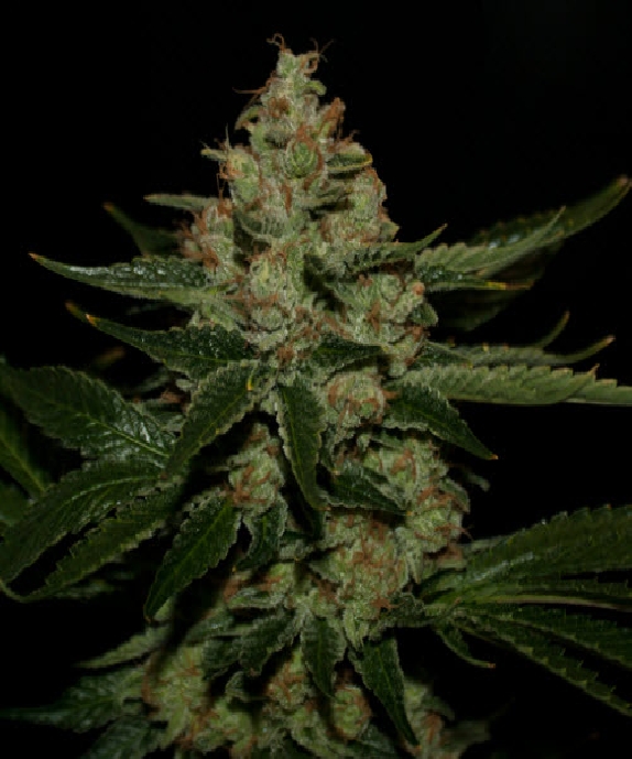 Underdawg Kush Cannabis Seeds