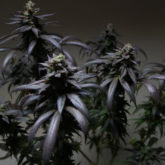 Blue Sherbet S1 Feminised Cannabis Seeds