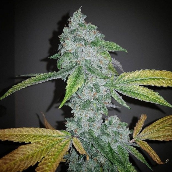 El Chapo Feminised Cannabis Seeds