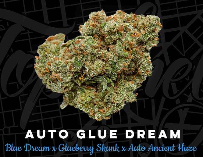 Auto Glue Dream Cannabis Seeds