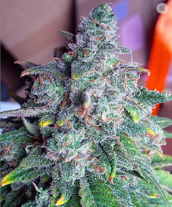 Auto Nightcrawler OG Cannabis Seeds