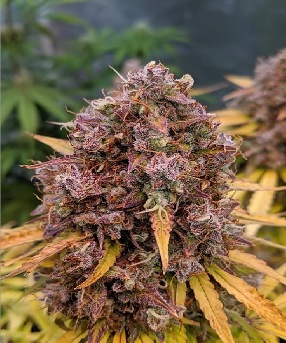 Auto San Francisco Sour Dough Cannabis Seeds