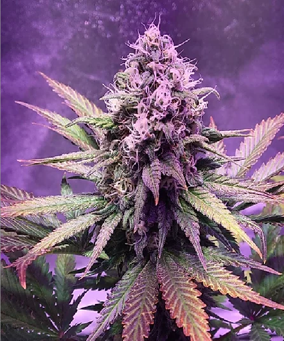 Glue Dream Cannabis Seeds