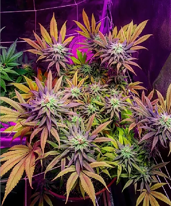 Gorillagasm Cannabis Seeds