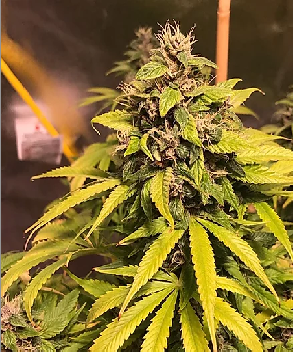 Nightcrawler OG Cannabis Seeds