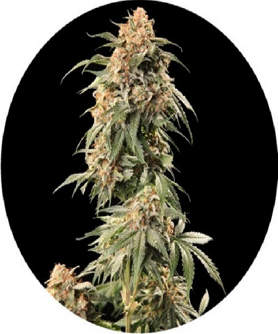 Auto Tao Mix #2 Cannabis Seeds