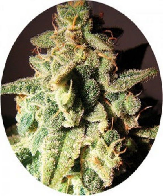 Micron Tao Cannabis Seeds