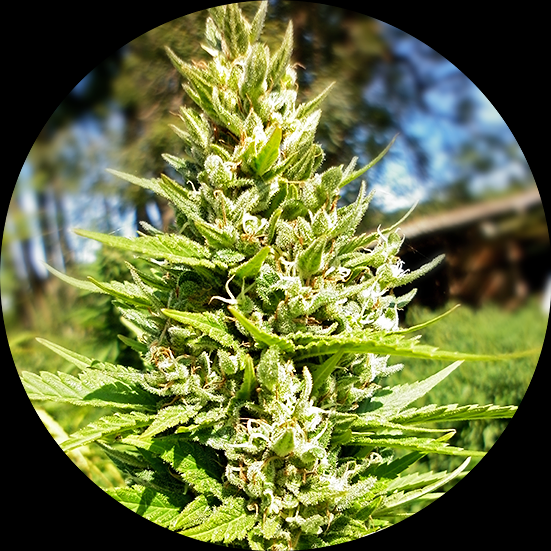 Mix #2 Cannabis Seeds