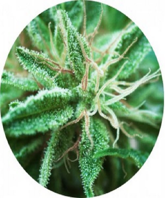 Sativa Samadhi Cannabis Seeds