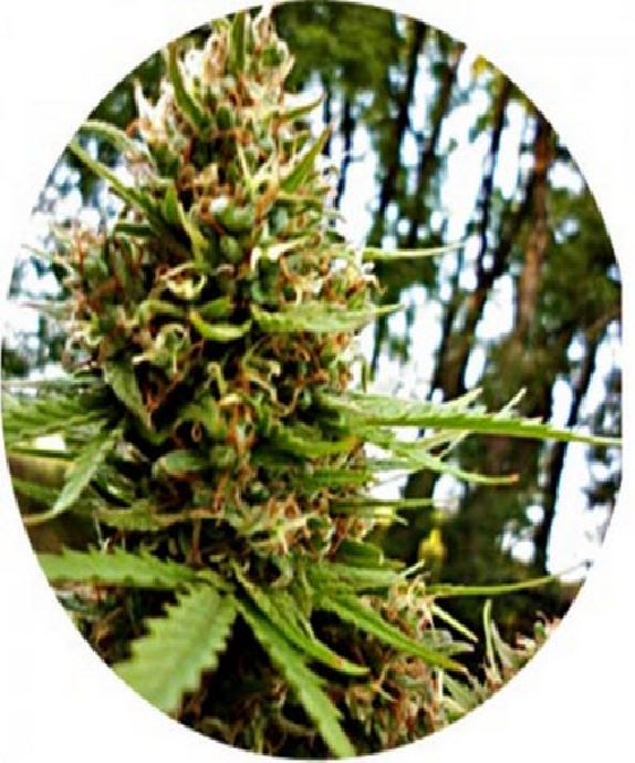 Super Tao Cannabis Seeds