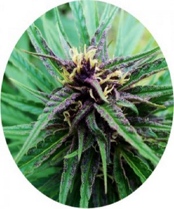 Tao Purple Cannabis Seeds