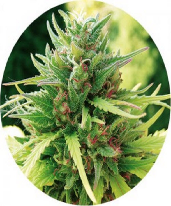 Taomatic Cannabis Seeds