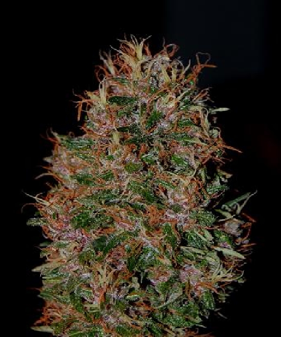 Durbakistan Cannabis Seeds