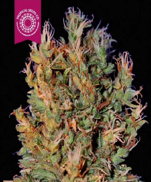 Durban Punch Cannabis Seeds