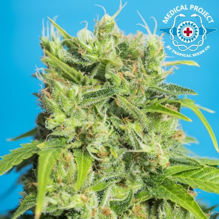 Heavens Gate CBD Cannabis Seeds