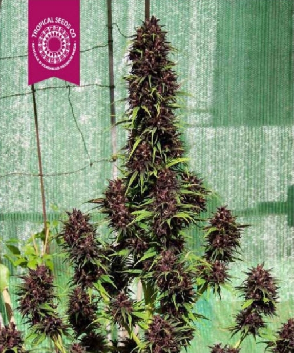 Smooth Smoke Cannabis Seeds