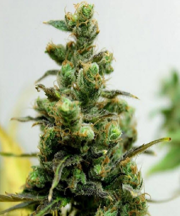 Zamalmystik Cannabis Seeds