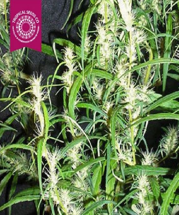 Zambian Cannabis Seeds