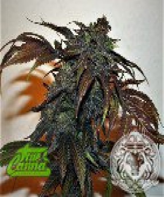 Chemonchello Cannabis Seeds