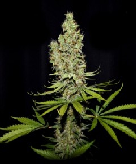 Terperella Cannabis Seeds