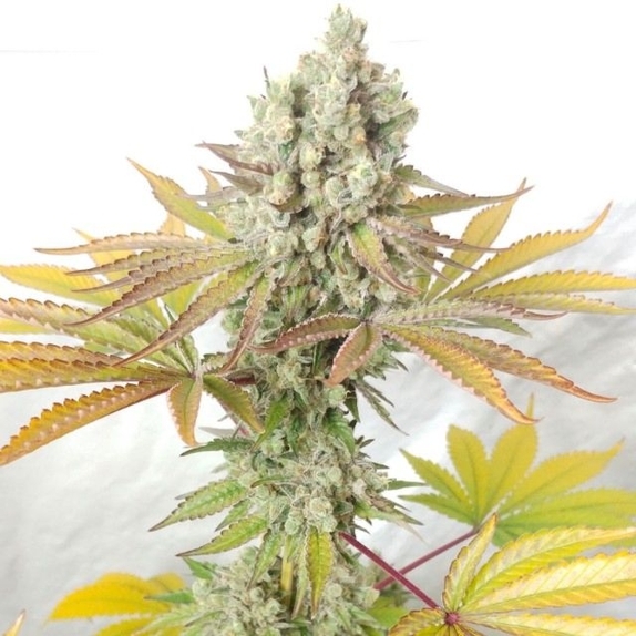 Cookie Balboa Cannabis Seeds