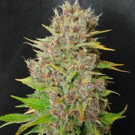 Mendo Grape Kush Cannabis Seeds