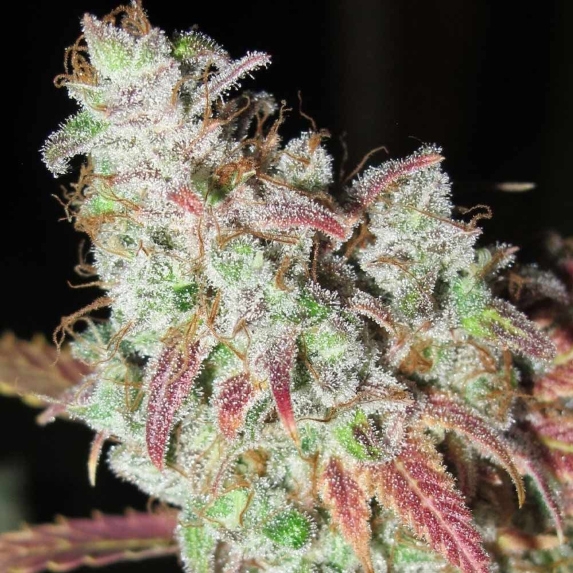 Sour Grape Kush S1 Cannabis Seeds
