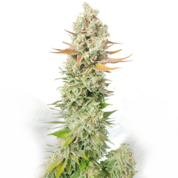 Sour Grape Widow Cannabis Seeds