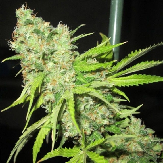 Tec 9 Cannabis Seeds