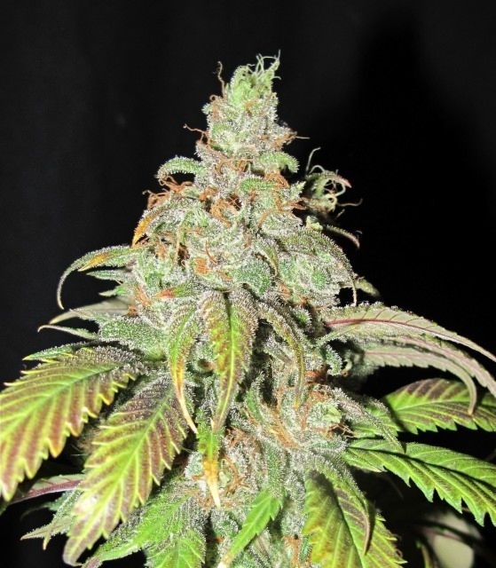 Ultra Grapefruit Cannabis Seeds