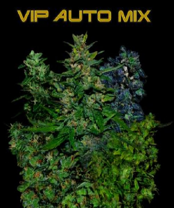 VIP Auto Mix Cannabis Seeds