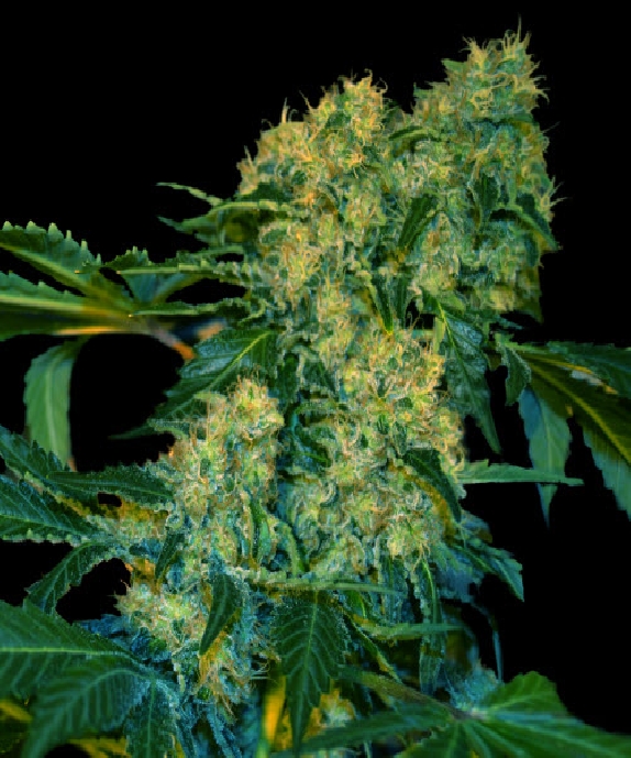 Chingis Khan Cannabis Seeds