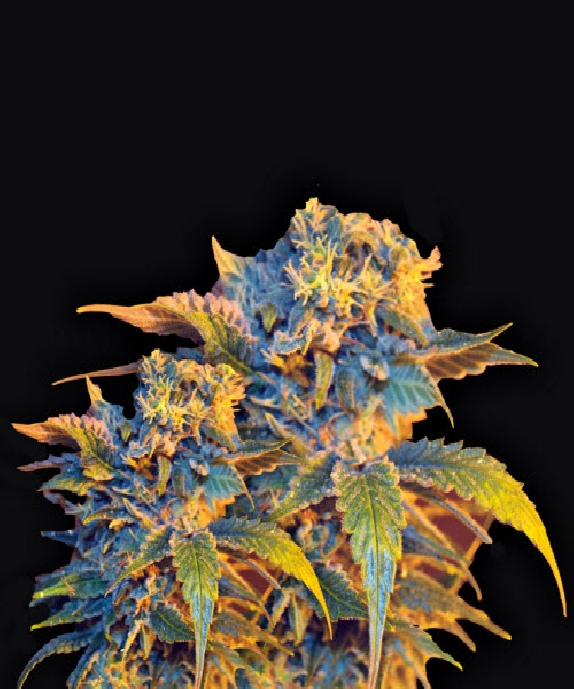 Colombian Sweet Cannabis Seeds