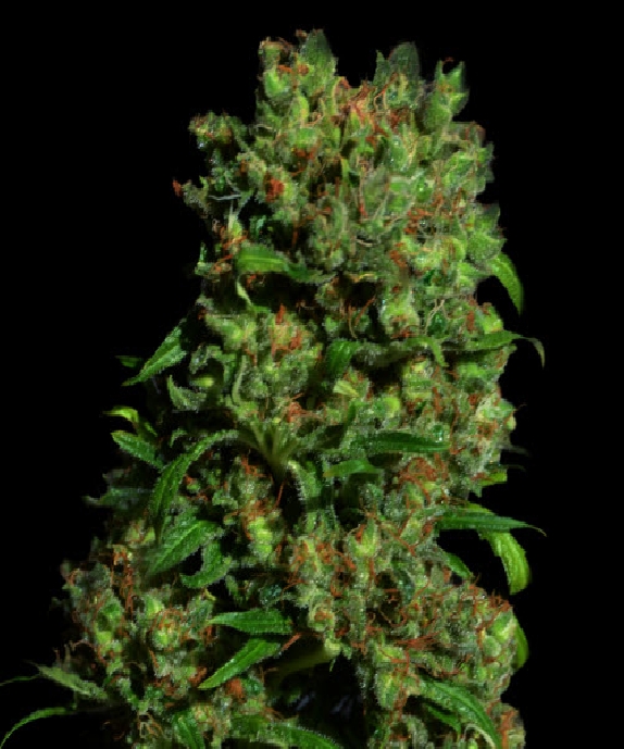 Critical VIP Cannabis Seeds