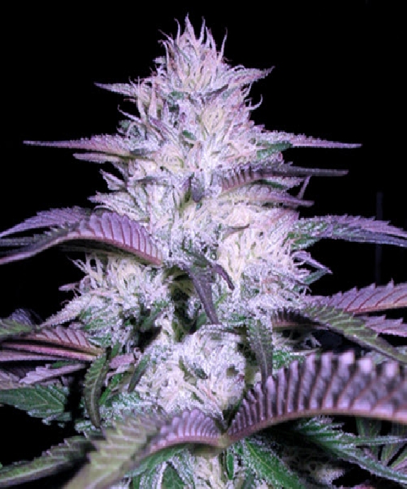 Currant Kush Cannabis Seeds