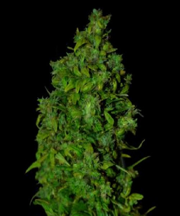 VIP Dwarf Auto Cannabis Seeds