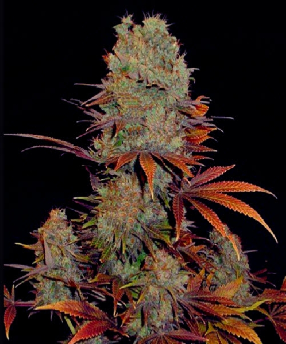 Landysh Cannabis Seeds