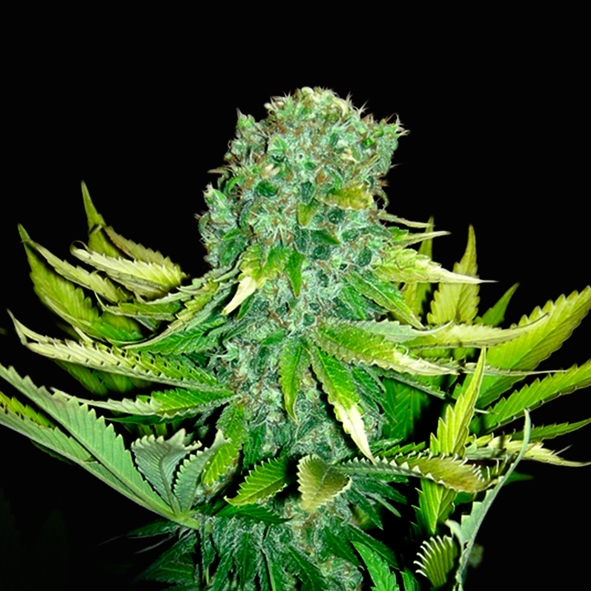 Love Peace Auto Cannabis Seeds