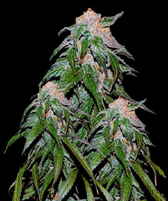 Medical VIP Cannabis Seeds