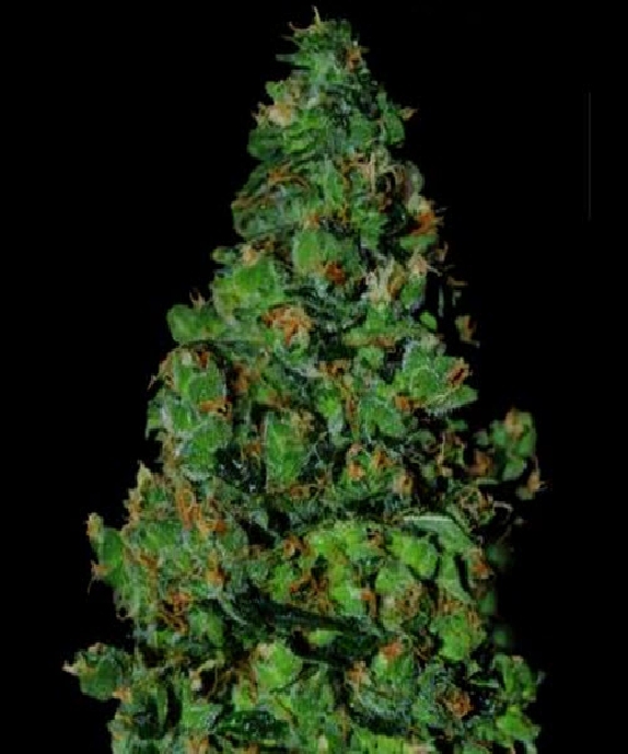 Membrana Cannabis Seeds